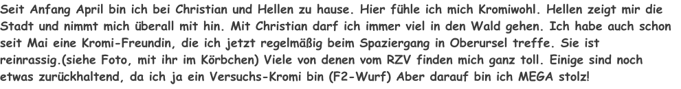 Seit Anfang April bin ich bei Christian und Hellen zu hause. Hier fühle ich mich Kromiwohl. Hellen zeigt mir die Stadt und nimmt mich überall mit hin. Mit Christian darf ich immer viel in den Wald gehen. Ich habe auch schon seit Mai eine Kromi-Freundin, die ich jetzt regelmäßig beim Spaziergang in Oberursel treffe. Sie ist reinrassig.(siehe Foto, mit ihr im Körbchen) Viele von denen vom RZV finden mich ganz toll. Einige sind noch etwas zurückhaltend, da ich ja ein Versuchs-Kromi bin (F2-Wurf) Aber darauf bin ich MEGA stolz!