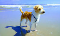 KW28 Carlo am Sandstrand von Ameland