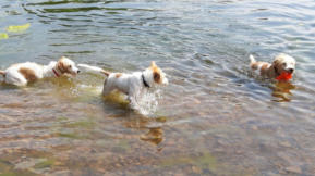 KW29 Ajula; Abb-Lee und Mama Deeke am Breitenbacher See